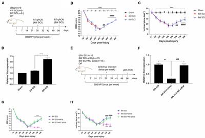 LncRNA Xist Contributes to Endogenous Neurological Repair After Chronic Compressive Spinal Cord Injury by Promoting Angiogenesis Through the miR-32-5p/Notch-1 Axis